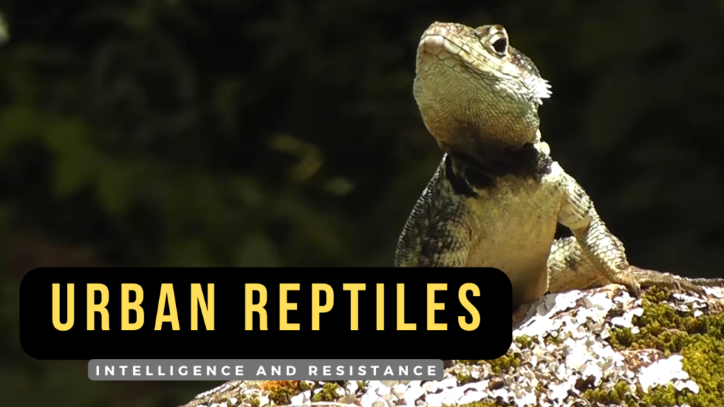 urban reptiles