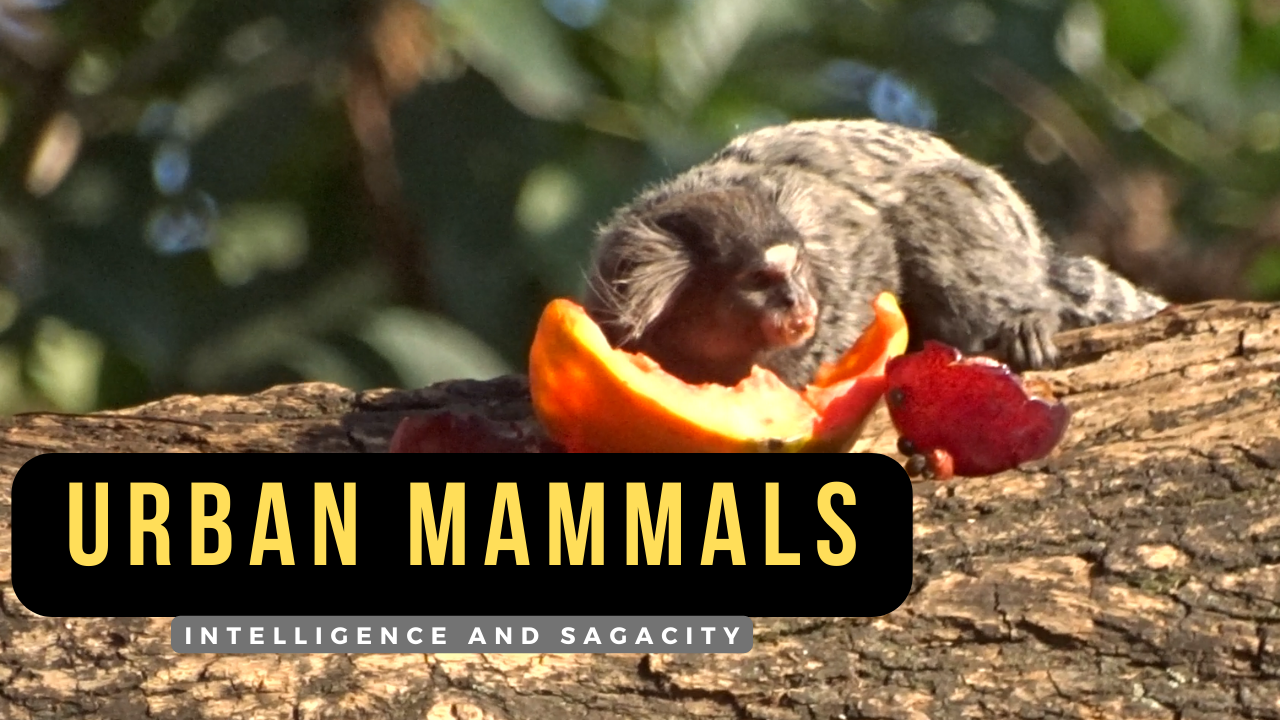 urban mammals