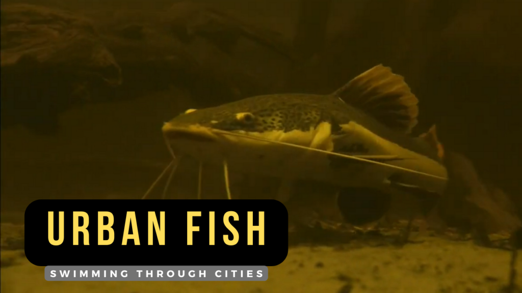 urban fish