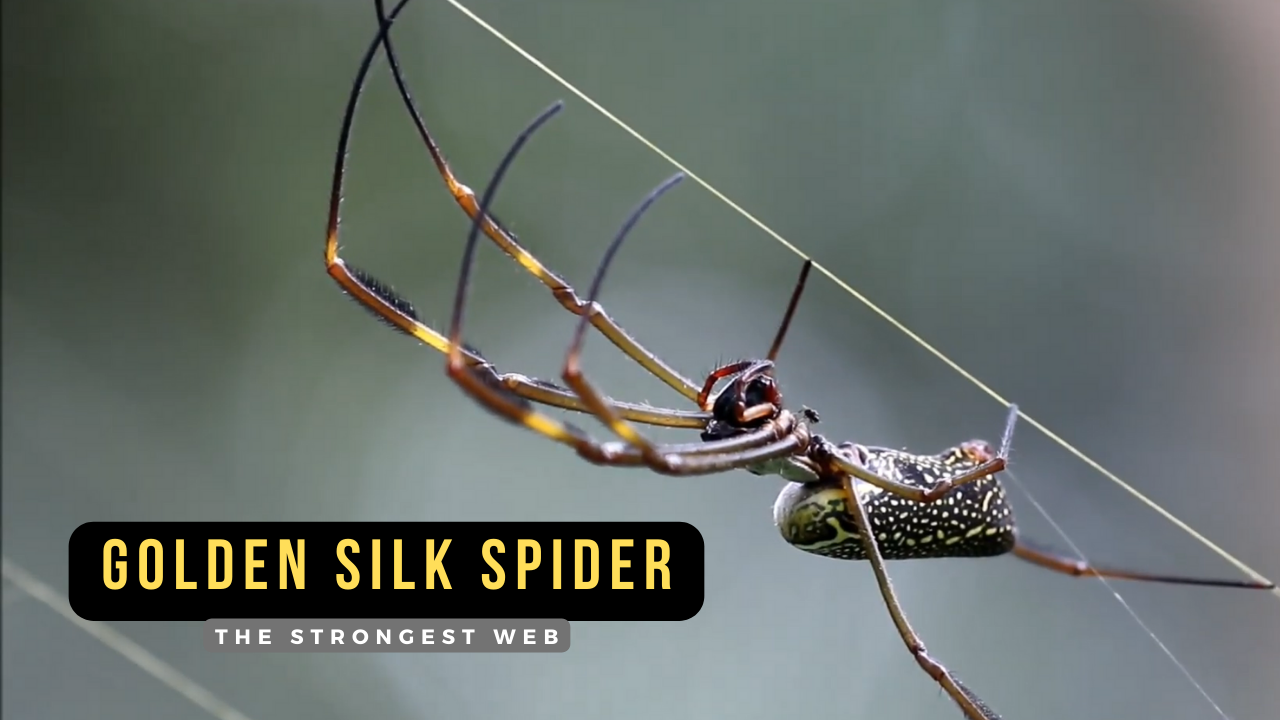 golden silk spider