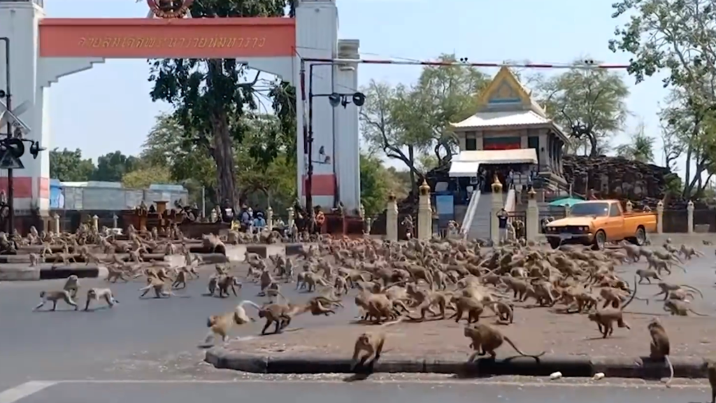 urban monkeys in india